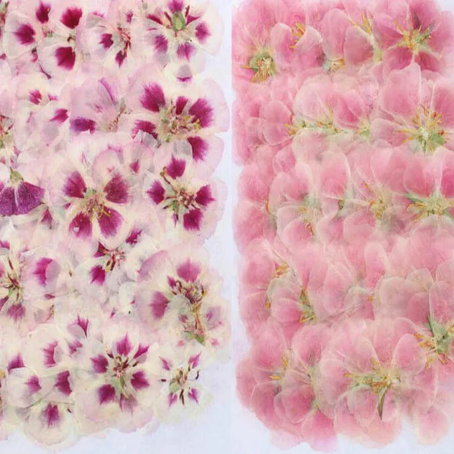 Dried Flower Bulk - 60Pcs 4-7ซม.Pressed Dried Godetia ดอกไม้พืชสมุนไพรสำหรับเครื่องประดับโปสการ์ดโทรศัพท์กรณีกรอบรูป Bookmark