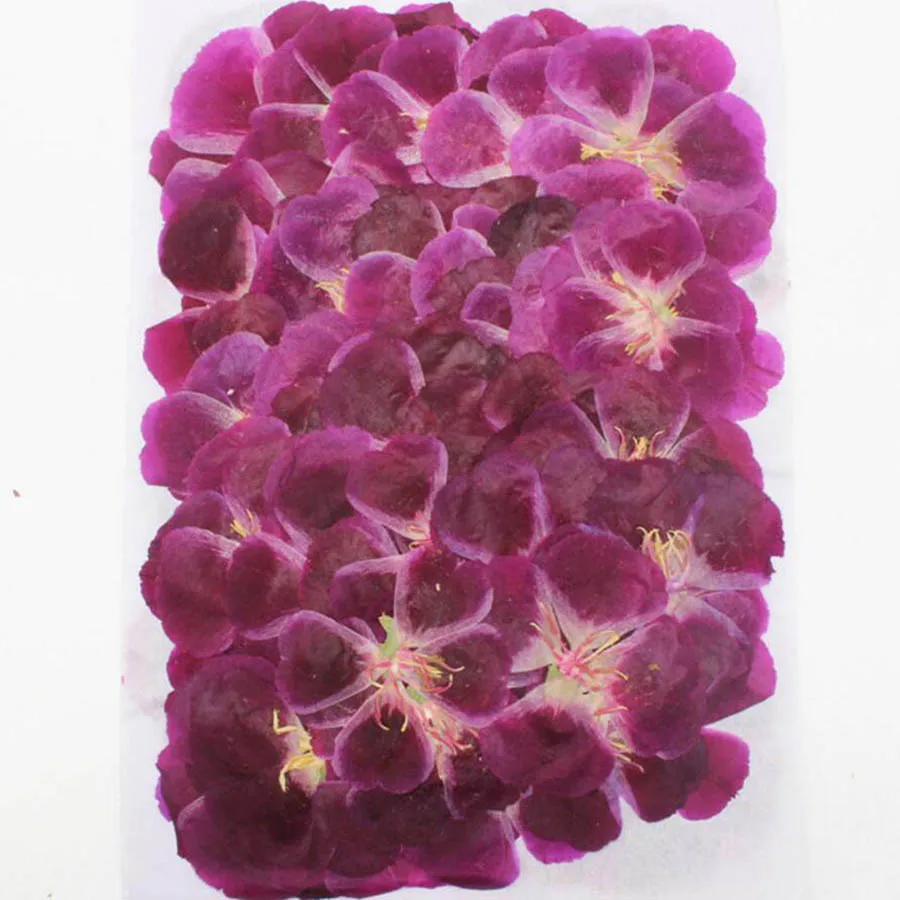 60Pcs 4-7ซม.Pressed Dried Gode - Dried Flower Bulk บทวิจารณ์และราคา