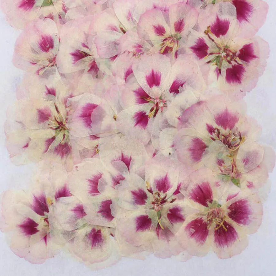 60Pcs 4-7ซม.Pressed Dried Gode - Dried Flower Bulk บทวิจารณ์และราคา
