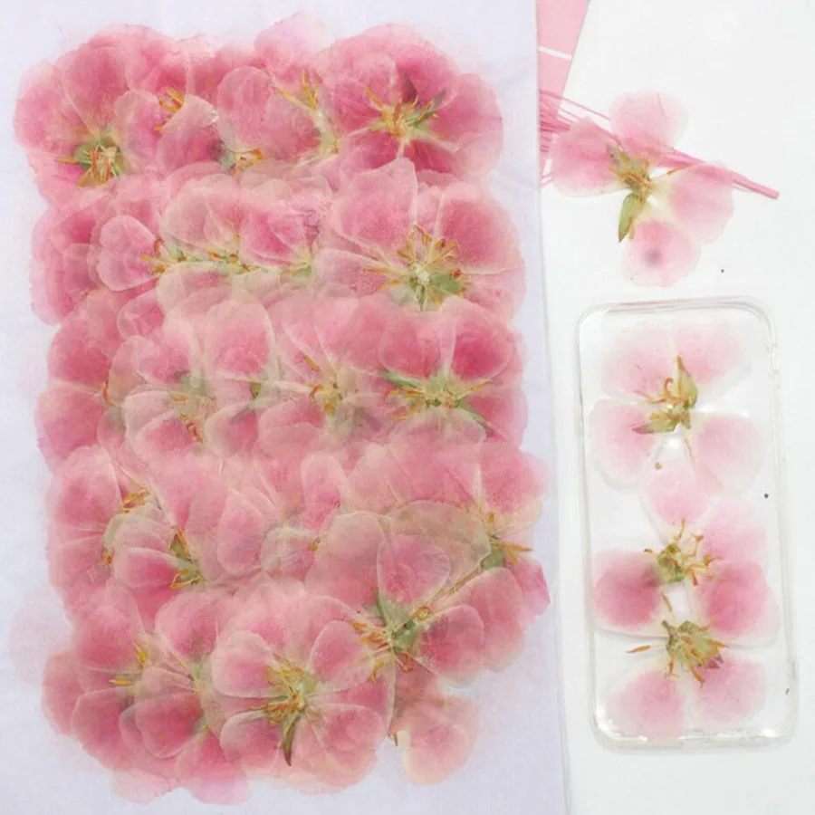 60Pcs 4-7ซม.Pressed Dried Gode - Dried Flower Bulk บทวิจารณ์และราคา