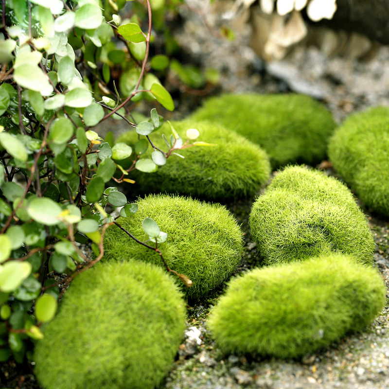 สีเขียวหญ้าเทียมโฟม MOSS พืช M - Terrarium Moss Art บทวิจารณ์และราคา