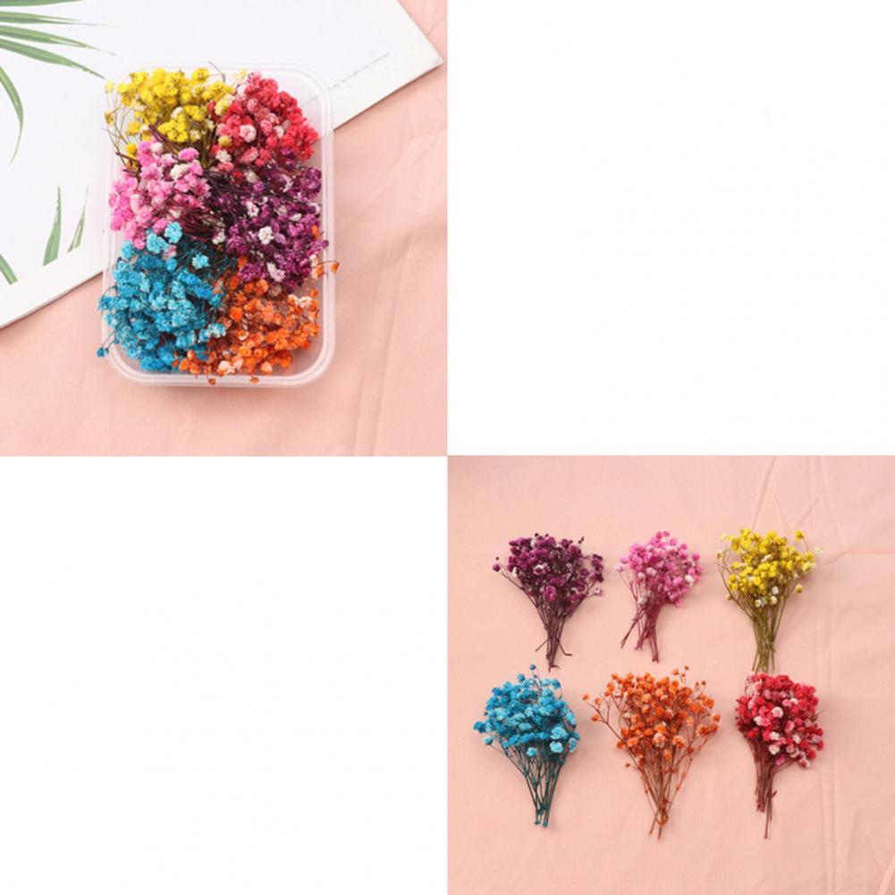 ชุดดอกไม้ธรรมชาติแบบ DIY ชุดดอ - Dried Flower Bulk บทวิจารณ์และราคา