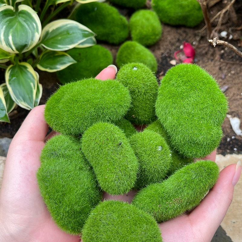 หินมอสเทียม 50/5 ชิ้น หินมอสสี - Terrarium Moss Art บทวิจารณ์และราคา